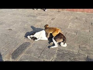 When a Monkey Finds Warmth on a Dog’s Back 🥶☀️