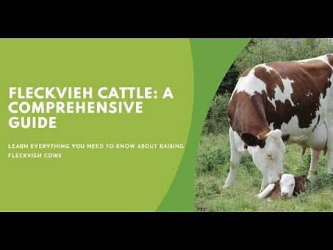 Fleckvieh Cattle: A Comprehensive Guide for Farmers