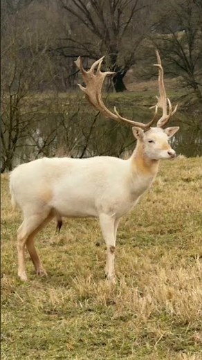 Close shot of White Stag or White Deer
