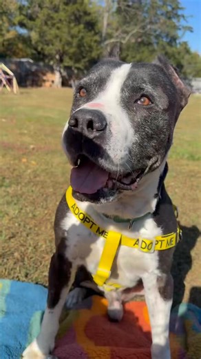 Owner Found ❤️ Meet Deuce! He’s the oldest dog at the shelter. 🐕‍🦺🥹 Deuce is a 12-year-old, 86-pound gentle giant with a heart just as big as his paws. Though he’s listed as a senior, this sweet boy still has plenty of pep in his step. 🐾 He enjoys playtime just as much as he loves a good nap by your side. Deuce is easy to handle out of the kennel and walks well on leash, especially with a harness. ☺️ He may pull a bit at first, but he quickly settles into a comfortable rhythm. He appears to 