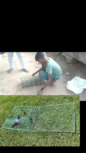 “Birds ni Catch cheyatam Ela? 😱 | Truth & Law Explained in Telugu #Birds #BirdProtection#telugu