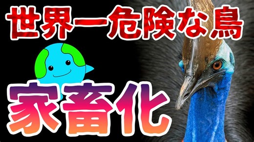 世界一危険な鳥ヒクイドリは世界で最初に家畜化されていた？