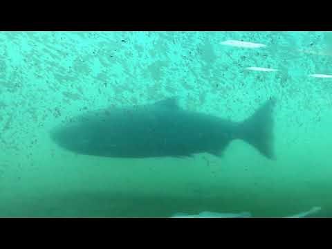 Fish Ladder at Columbia River Bonneville Dam Oregon
