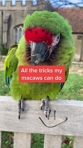 Shelby The Macaw on TikTok