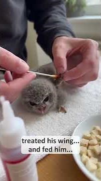 An owl chick crashed into my car windshield#short