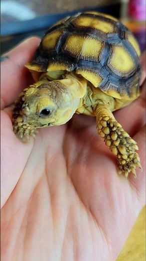 This Baby Sulcata Tortoise Can Live 100 Years #nature #youtubeshorts #animals #viral #wildlife