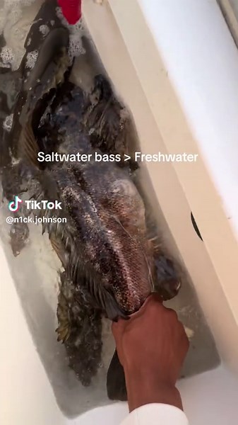 Calico Bass Fishing Tips for Saltwater Success