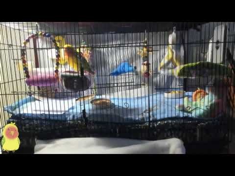 Lubbirb Live Nanny Cam