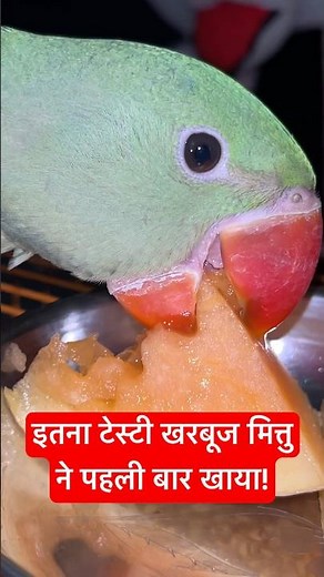 Choosing the Right Fruits for Your Parrot | Healthy Parrot Diet talkingparrot #funny #greenparrot