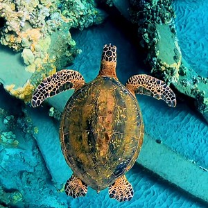 80K views · 3.5K reactions | There are six species of sea-turtles found in U.S. waters, all of which are listed and protected under the Endangered Species Act. These marine reptiles face significant threats around the world, including: bycatch, degradation of habitats, pollution, vessel strikes, and climate change. #SealifeSaturday   by bluelifewild | Science Channel | Facebook