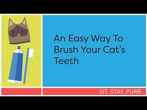 How to brush your cat's teeth with clicker training