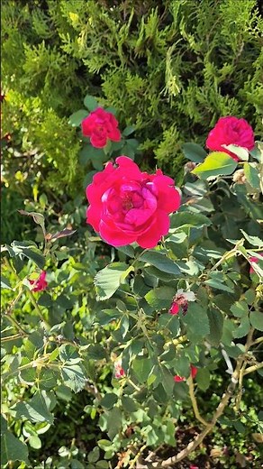 Rosa roja en su mejor momento 🌹 belleza clásica que nunca falla