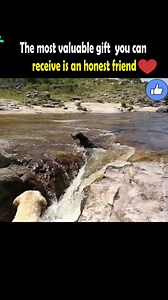 277K views · 4.5K reactions | A friend in need is a friend indeed 梁❤️ | Filmelon | Facebook