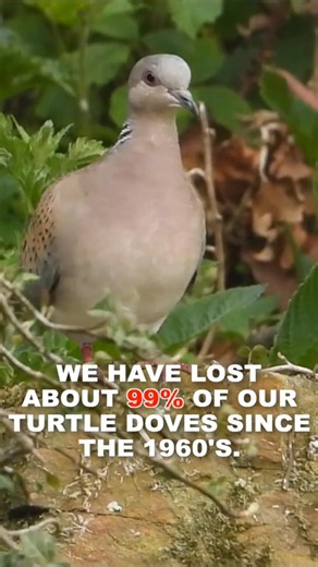They are nearly extinct! A Pub where you can see Turtle doves.