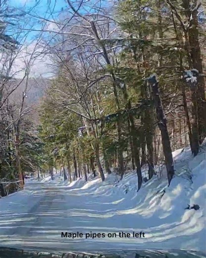 Pipes Carrying Sugar Maple Sap Running Down a Steep Hill #maple #snow #vermont