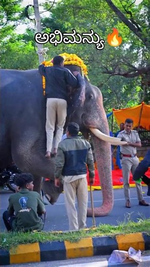 Abhimanyu Dasara Elephant Practicing for Mysore Dasara 2025 #elephant #wildlife #shorts