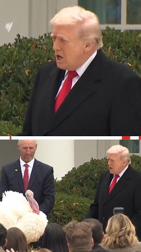 52K views · 190 reactions | Watch the moment US President Donald Trump bestowed a ceremonial pardon on Gobble, the Thanksgiving turkey, as part of an annual White House tradition. The ceremony reflects a longstanding practice that dates back to 1947, and became an official White House event under then-president George HW Bush in 1989. Gobble will now retire to a farm following the pardon. For the latest news, visit https://www.sbs.com.au/news | SBS Australia | Facebook