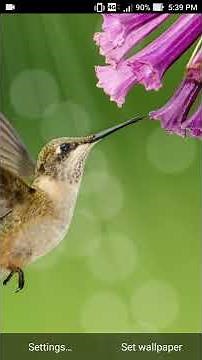 live wallpaper hummingbird