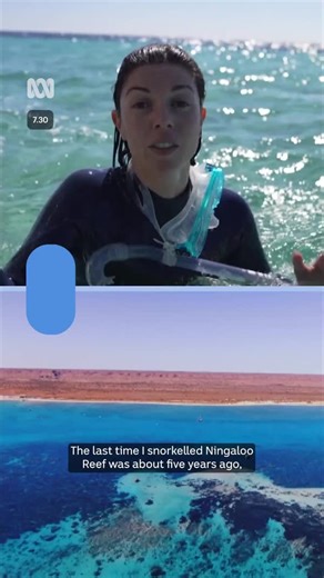 In far northern Western Australia, the damage to the World Heritage-listed Ningaloo coral reef has eclipsed any previous bleaching events. And while bleached reefs have the ability to heal, scientists say they need years to fully recover. Read more: https://ab.co/4ltHnRY Get the news that matters to you straight from the source. Download the ABC NEWS app: https://ab.co/abcnewsapp #abc730 #NingalooReef #CoralBleaching #Environment | ABC News
