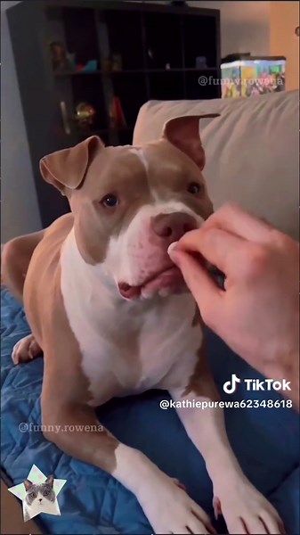 Cute Animals Pulling Off Hilarious Pranks