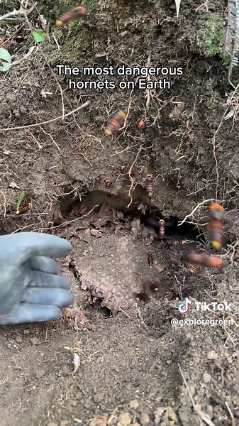 Golden Hornets: Nature's Hidden Guardians