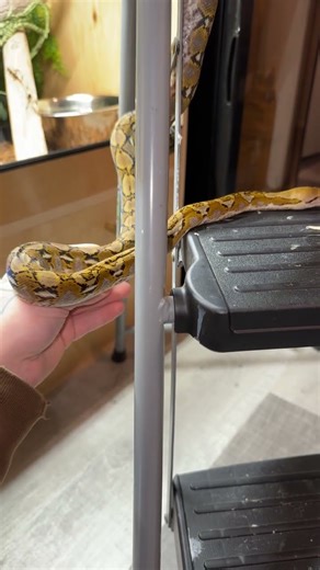 Whats your favorite morph in retics? Lets hear it 👇🏼 #snake #reticulatedpython #reptiles #python