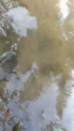Caridina sp. sunkist shrimp in wild habitat