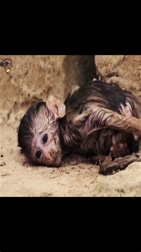 29K views · 469 reactions | Nature’s Orphan: The Emotional Story of an Abandoned Baby Monkey Trying to Survive Alone in the Wild  #baby #NewsUpdate #monkey #Very #reels #Leo #newborn #cute #milkyway #crying | Monkey Soo | Facebook