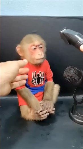 cute baby monkey hair trimmer😱😂