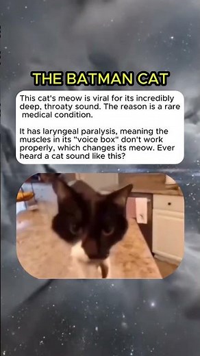 The cat with laryngeal paralysis and its super deep meow! #curiosity #mistery