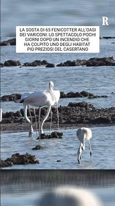 Lo spettacolo dei fenicotteri
