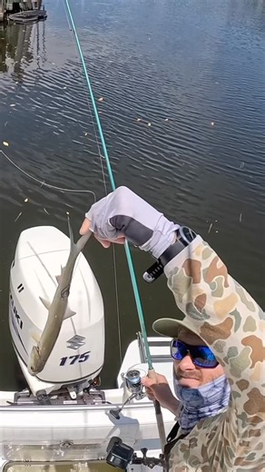 Snook eats whole ladyfish! #shorts #fishing #fish #video #fishingvideo