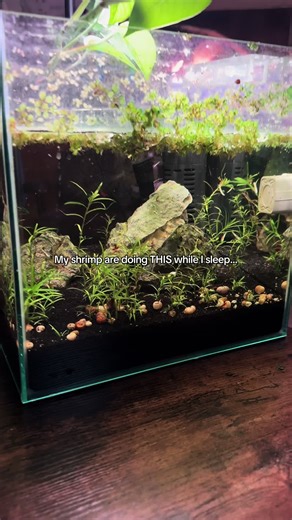 Creating a Thriving Shrimp Colony in a Nano Aquarium