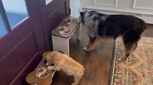 Personalized Large Single Dog Feeder - Etsy