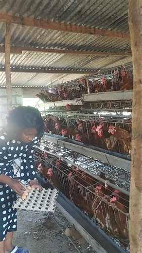 I love to pick eggs from the chicken run. I also enjoy keeping a record of Production because it guides me on what improvements need to be made and it also shows results of my hard work. If you would like to learn how to keep layers for egg production, you can get in touch via WhatsApp 0776015522 Happy Farming #chickens #zambiantiktok🇿🇲 #Zambia #poultryfarm #fyp Chicken, Goat and Pig farming in Zambia POULTRY FARMING, LUSAKA ZAMBIA @top fans | Poultry Whisperer