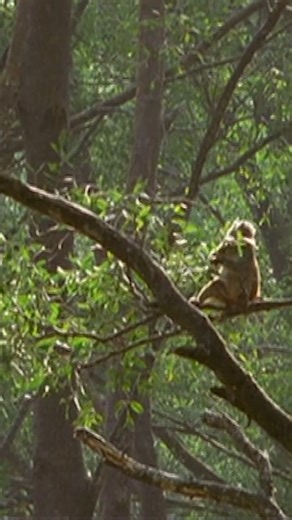 51K views · 1K reactions | Red-faced monkeys look out for their deer friends by giving a loud warning signal when they sense a tiger nearby, for whom spotted deer are a particularly easy target. | Nature Bites | Facebook