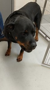 Update: SAFE. Thank you Cowley County Humane Society. 🚨ROTTIE NEEDS RESCUE🚨 Wichita, KS Animal Shelter Weighing in at over 100lbs, this incredibly handsome rottie has been euth listed for behavior, labeled rescue pull only. He needs a rescue to pull for a foster or adopter ASAP. He has a friendly and calm demeanor but did not like part of the behavior evaluation and unfortunately did was unable to receive dog to dog test so we do not know how he is with other dogs but wasn’t reactive to others