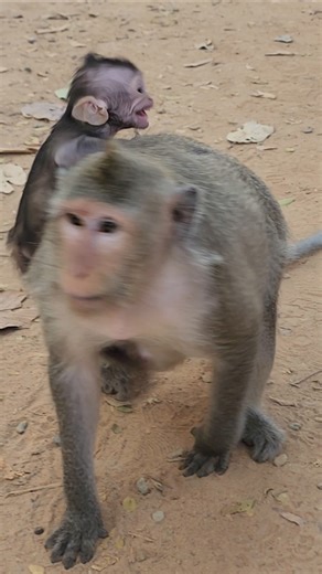 Button put baby on back to go #shortvideo #shorts #viral #animal