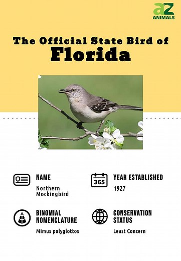 Discover the Official State Bird of Florida