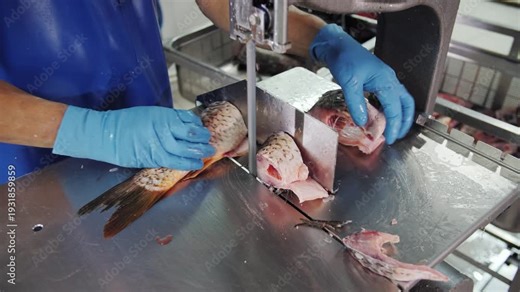 Fish processing worker using bandsaw in factory. cutting fish into fillets