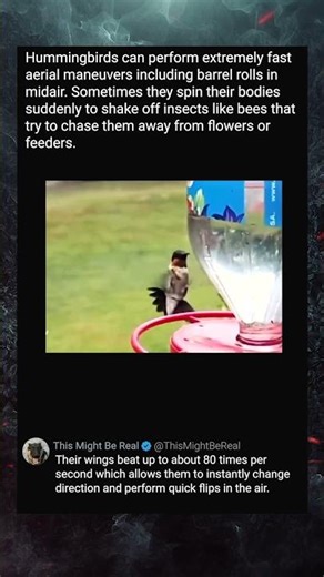 The Hummingbird’s Mid-Air Barrel Roll