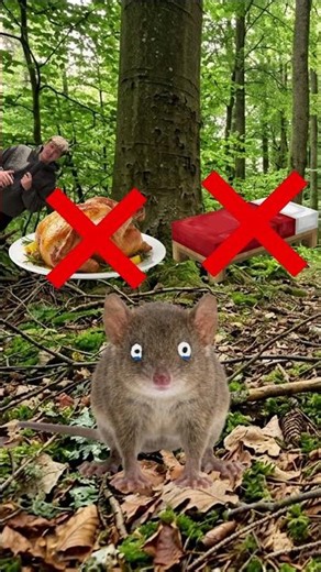 3 Male Animals with the Worst Love Lives #animals #facts #german