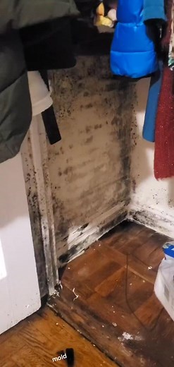 #mold #nycapartments#slumlord #fungusfriday