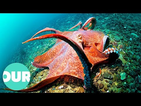 Searching for the World's Largest Invertebrates | Our World