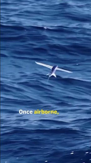 flying fish is not just fly they glide #animals