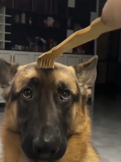 Hilarious German Shepherd Moments That Will Make You Laugh