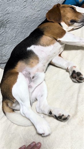 眠りながら開脚するビーグル犬 Sleeping Beagle doing the splits! #beagle