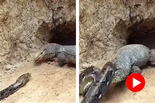 ডিম চুরির চেষ্টা! চোরকে আষ্টেপৃষ্ঠে পেঁচিয়ে মেরেই ফেলল রক পাইথন, রইল  ভয়ঙ্কর ভিডিয়ো