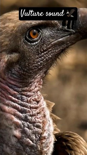 vulture sound 🦅#trendingshorts #birdsounds #shorts #birds #viral