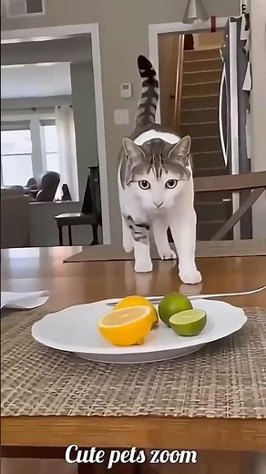 Funny Cat Moments That Made My Day 😂